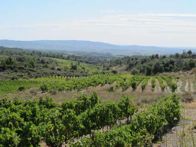 Minervois vineyards